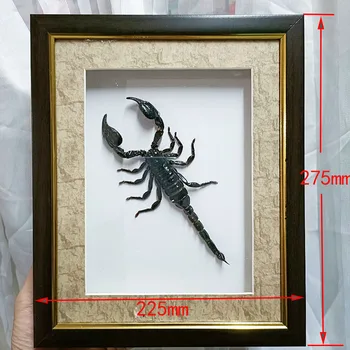 Black Scorpion Vzor Reálne Buthidae Zber Rám Ornament Domáce Dekorácie Príslušenstvo Moderné Pevný Háčik